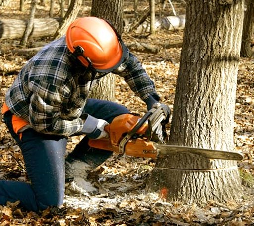 Tree Removal in Burtrum, MN